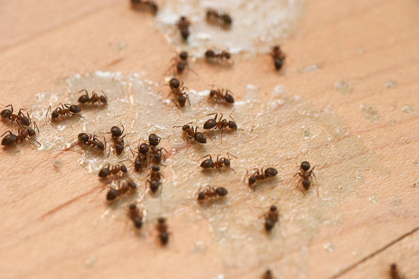 Best Affordable Pest Control Services  in Shadyside, OH